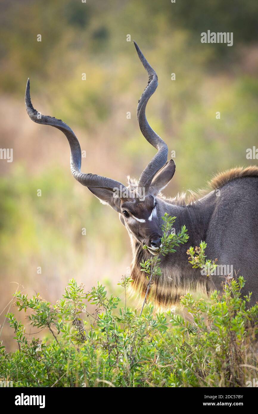 L'antilope kudu mâle avec de grandes cornes se nourrit de vert bush à Kruger Park en Afrique du Sud Banque D'Images
