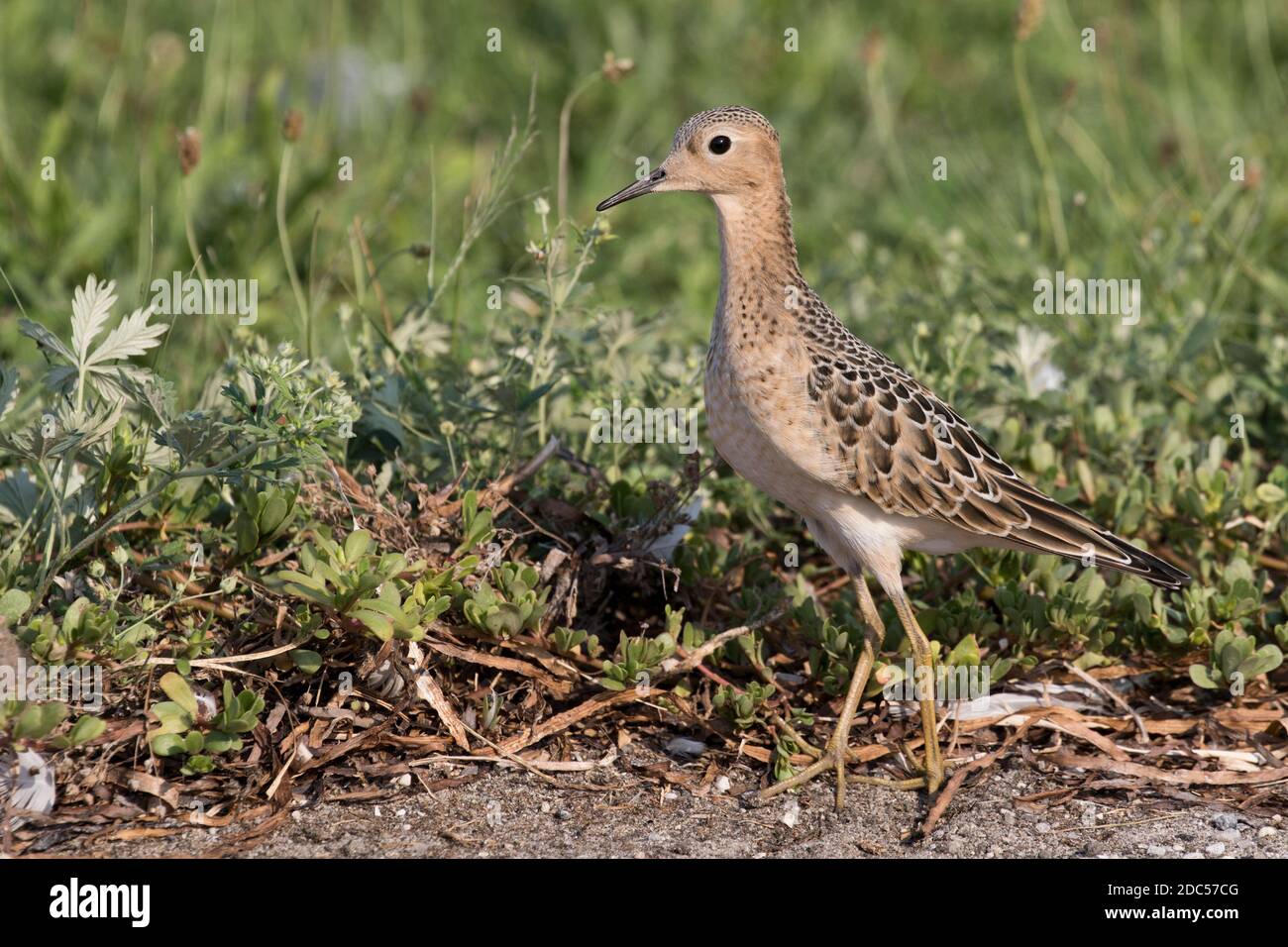 Sandpiper (Calidris subruficollis) fourragé dans l'herbe, long Island, New York Banque D'Images