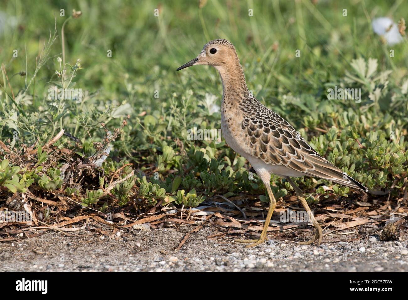 Sandpiper (Calidris subruficollis) fourragé dans l'herbe, long Island, New York Banque D'Images