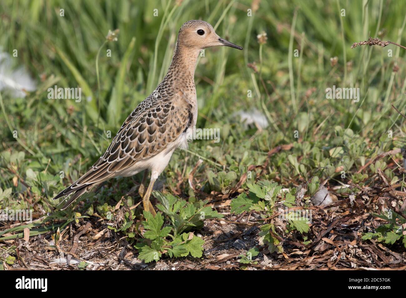 Sandpiper (Calidris subruficollis) fourragé dans l'herbe, long Island, New York Banque D'Images