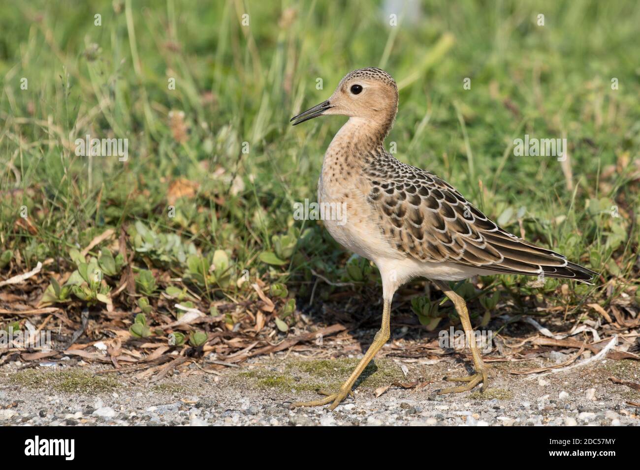 Sandpiper (Calidris subruficollis) fourragé dans l'herbe, long Island, New York Banque D'Images