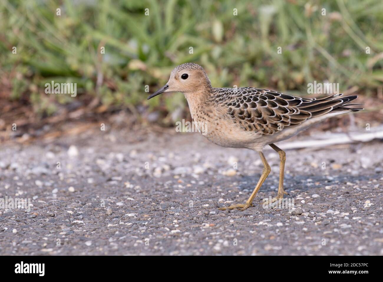 Sandpiper (Calidris subruficollis) fourragé dans l'herbe, long Island, New York Banque D'Images