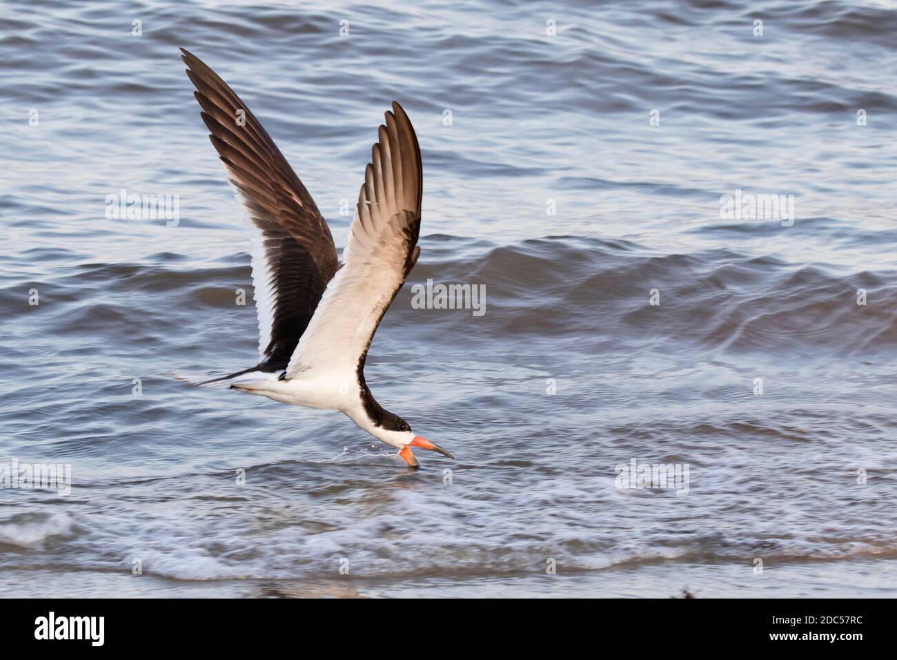 Black Skimmer (Rynchops niger) se lésinant le long d'un rivage, long Island, New York Banque D'Images