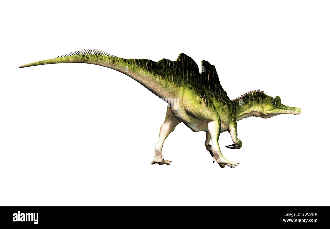 Ichthyovenator était un dinosaure du Crétacé précoce. C'était une spinosauride avec une voile en deux parties inhabituelle. Il était semi-aquatique et mangeait du poisson. Banque D'Images Ichthyovenator était un dinosaure du Crétacé précoce. C'était une spinosauride avec une voile en deux parties inhabituelle. Il était semi-aquatique et mangeait du poisson. Banque D'Images