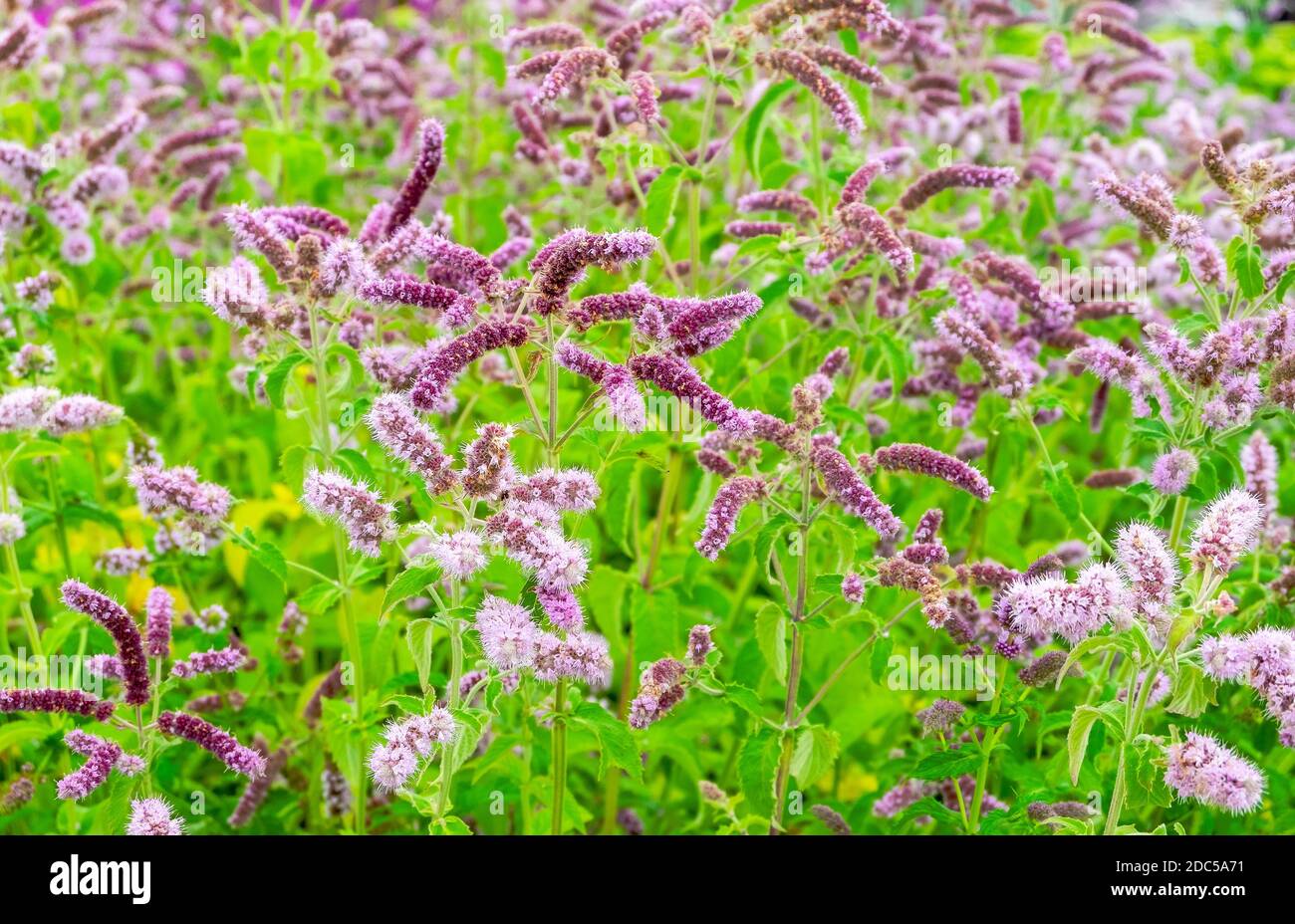 Gros plan d'une prairie médicinale aromatique plante eau menthe. Concept de médecine à base de plantes, environnement. Orientation horizontale, mise au point sélective et douce. Banque D'Images