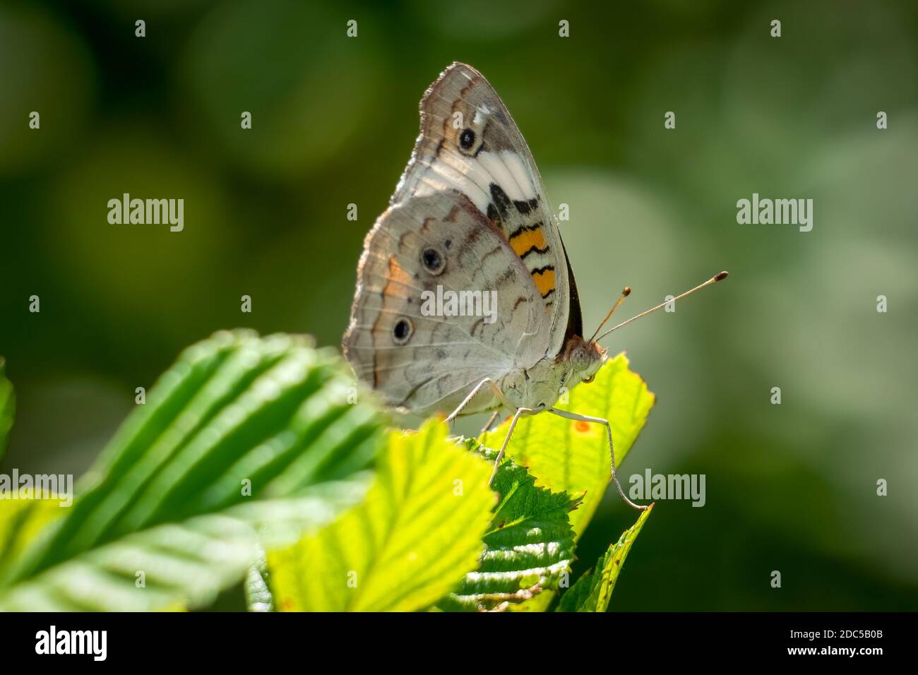 Une vue en profil d'un papillon à rouge commun (Junonia coenia). Raleigh, Caroline du Nord. Banque D'Images