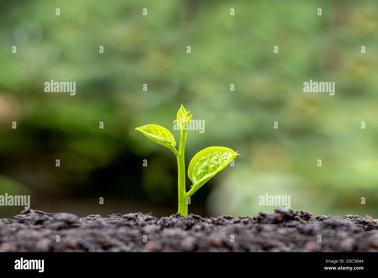 Les petits arbres aux feuilles vertes, la croissance naturelle et la lumière du soleil, le concept de l'agriculture et la croissance durable des plantes. Banque D'Images