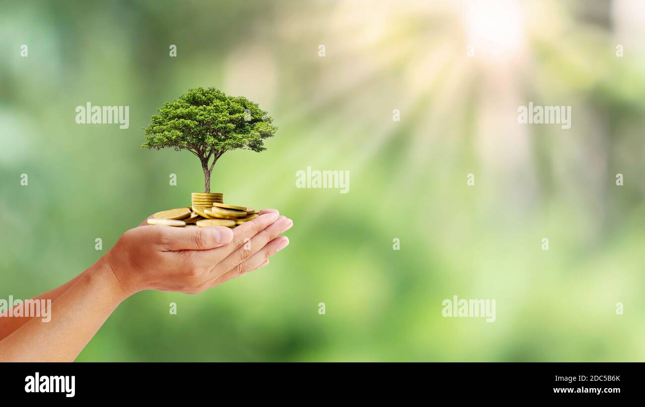 Les arbres sont plantés sur des pièces de monnaie entre les mains humaines avec des fonds naturels flous, des idées de croissance végétale et des investissements respectueux de l'environnement. Banque D'Images