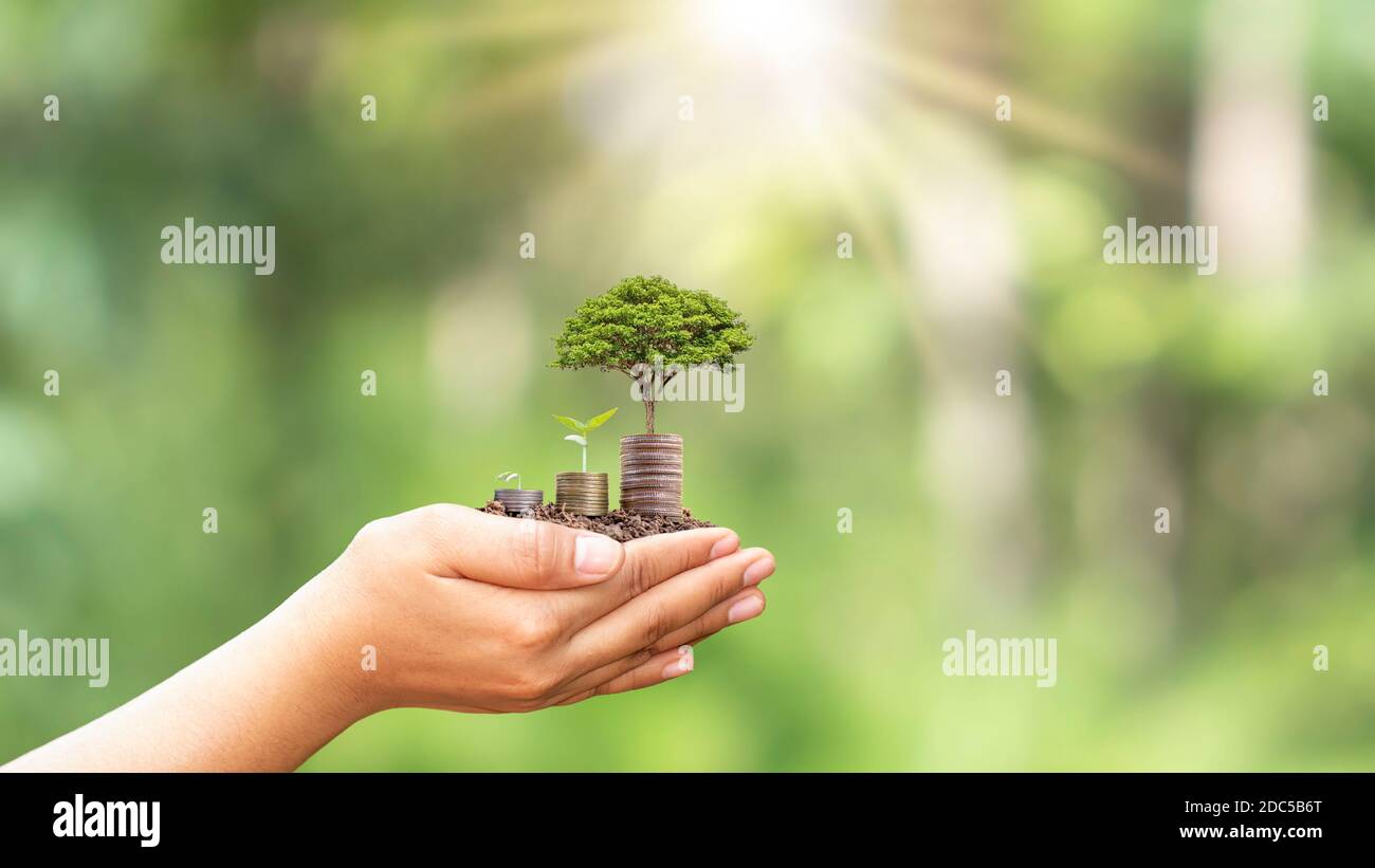 Plantez les semis sur un tas de pièces ou d'argent entre les mains humaines, y compris les fonds verts naturels, les concepts agricoles et les investissements. Banque D'Images