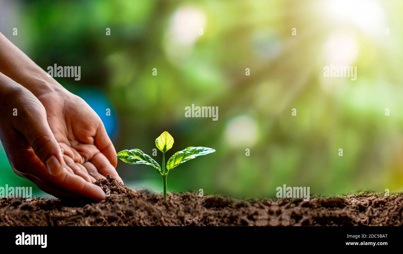 Gros plan d'une main humaine tenant une plantule, y compris la plantation des plantules, le concept du jour de la Terre et la campagne de réduction du réchauffement climatique. Banque D'Images