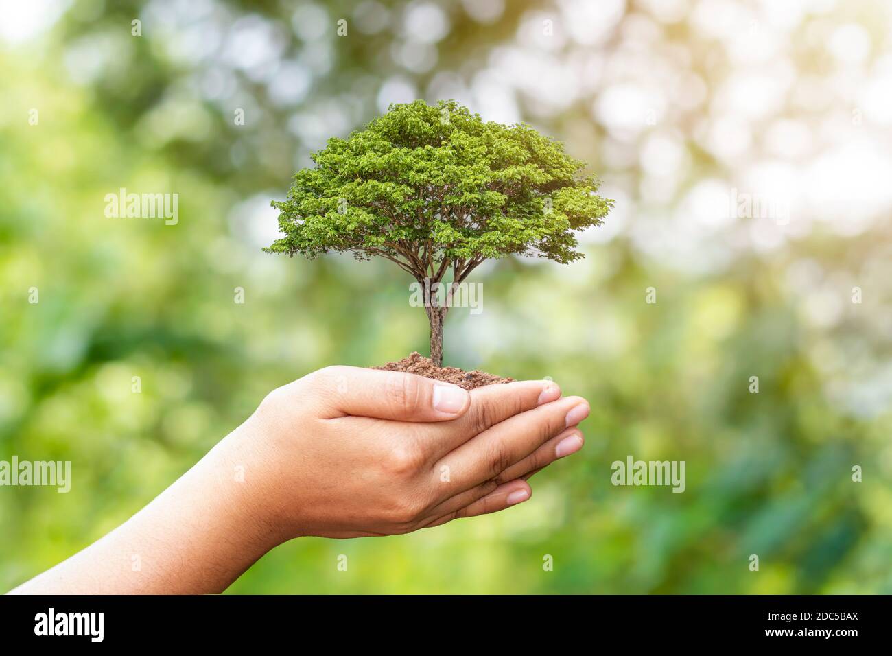 Main tenant des arbres sur fond vert flou nature, idée de plantation d'arbre de remplacement, déforestation et jour de la terre. Banque D'Images