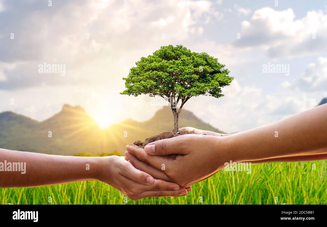 Les arbres qui poussent entre les mains des humains aident à planter des semis, à conserver la nature et à planter des arbres. Banque D'Images