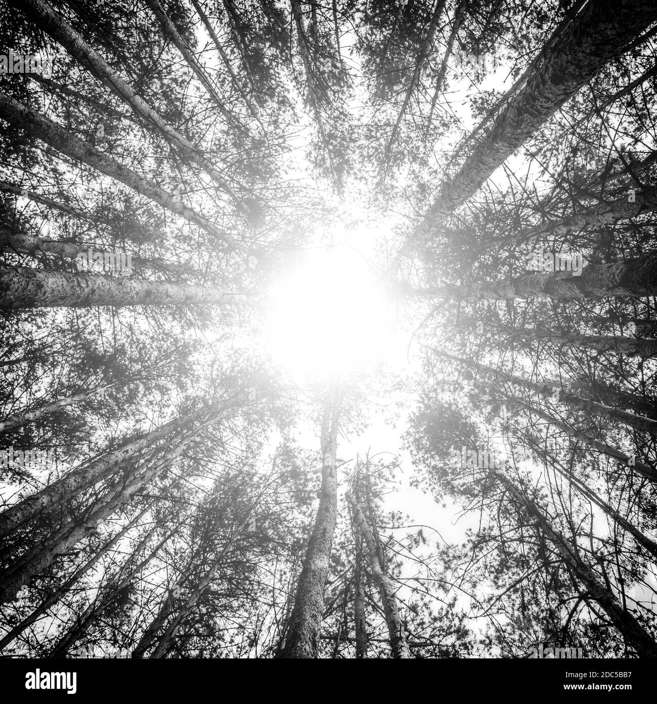 Plan contre hachée d'une forêt de pins. Flash de lumière au centre de l'image. Forêt de pins située à El Espinar, dans la Sierra de Guadarrama Nati Banque D'Images