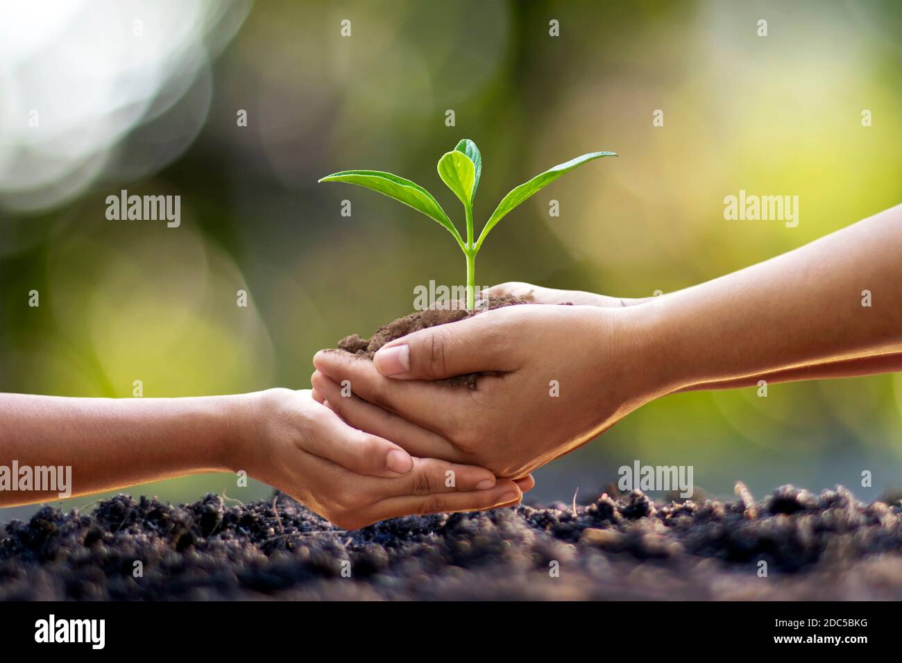 Les mains humaines aident à planter des semis dans le sol, le concept de conservation des forêts et de plantation d'arbres. Banque D'Images