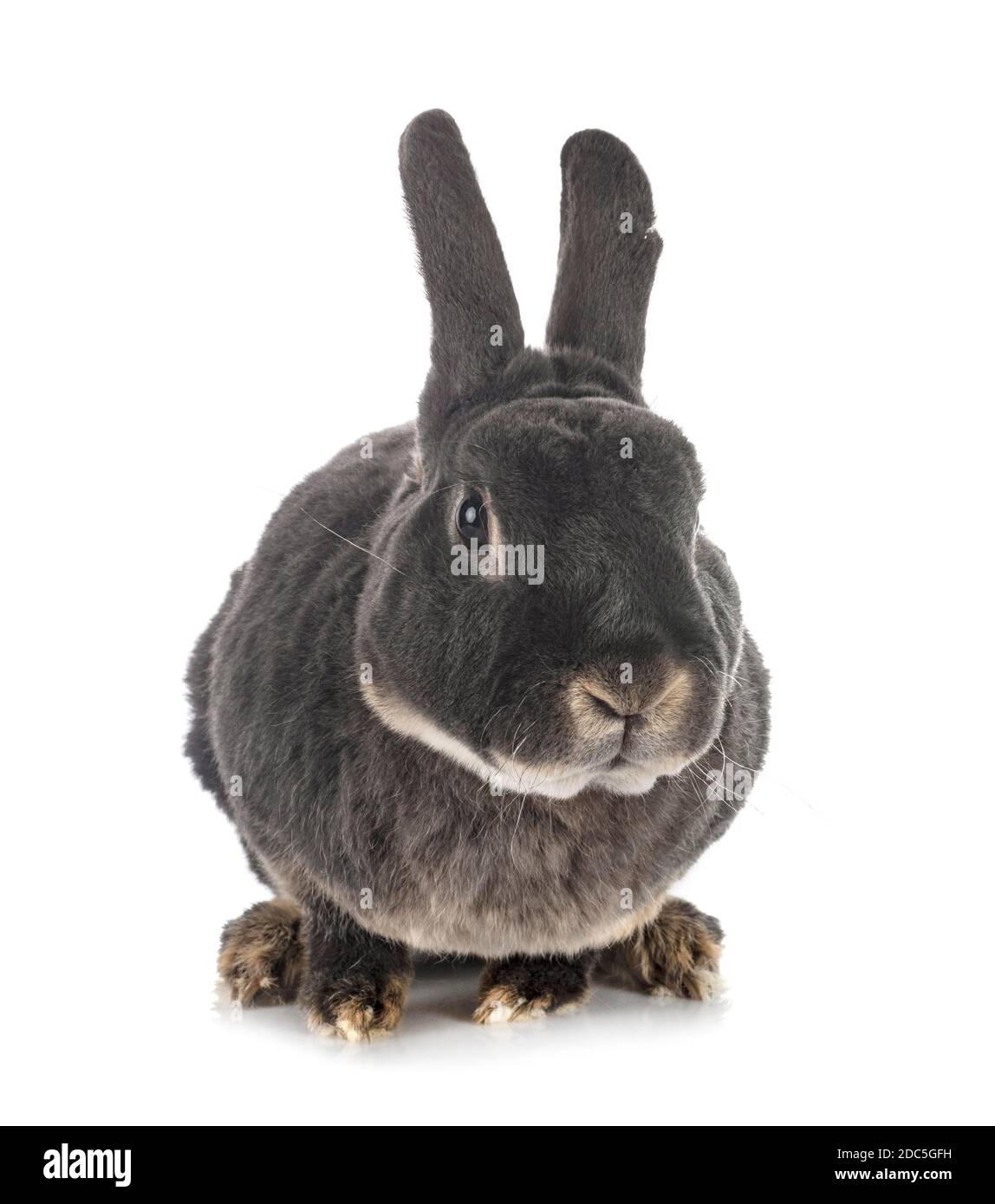 Lapin Rex devant un fond blanc Banque D'Images