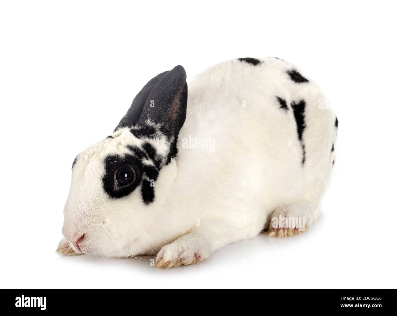 Lapin Rex devant un fond blanc Banque D'Images