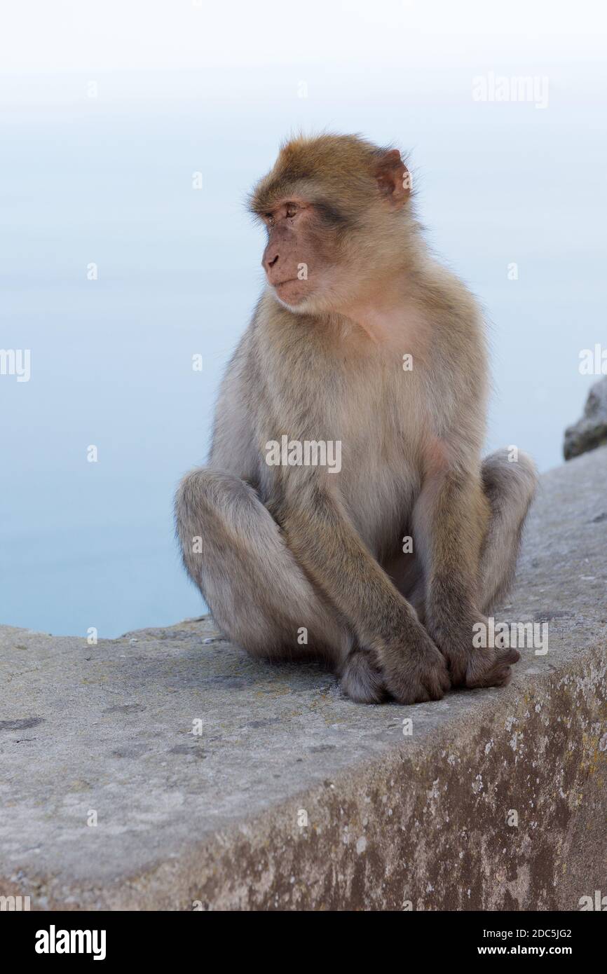 Barbarie Macaque (singe) sur Gibraltar Banque D'Images