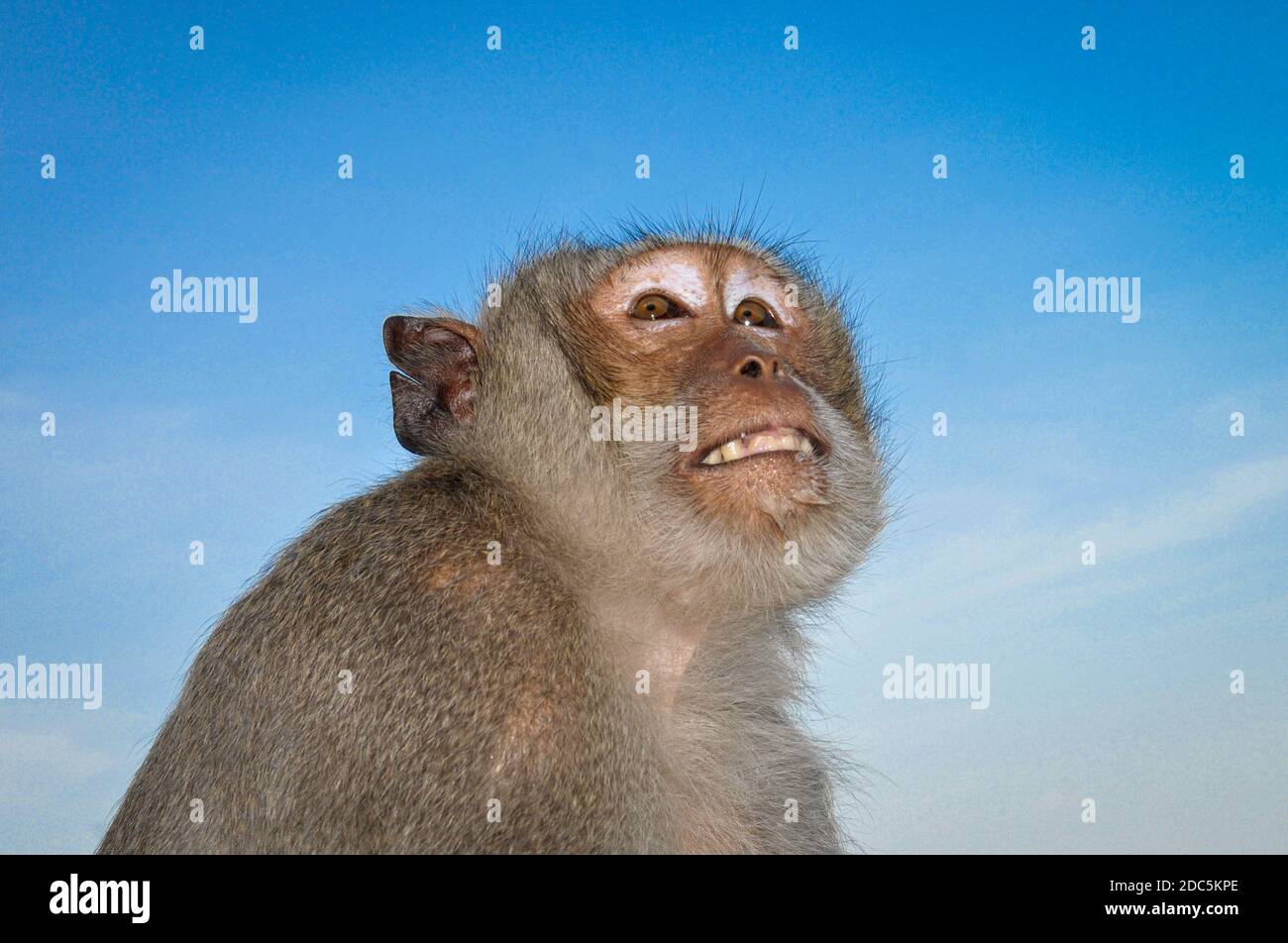Profil ascendant d'un singe macaque sur fond bleu. Banque D'Images
