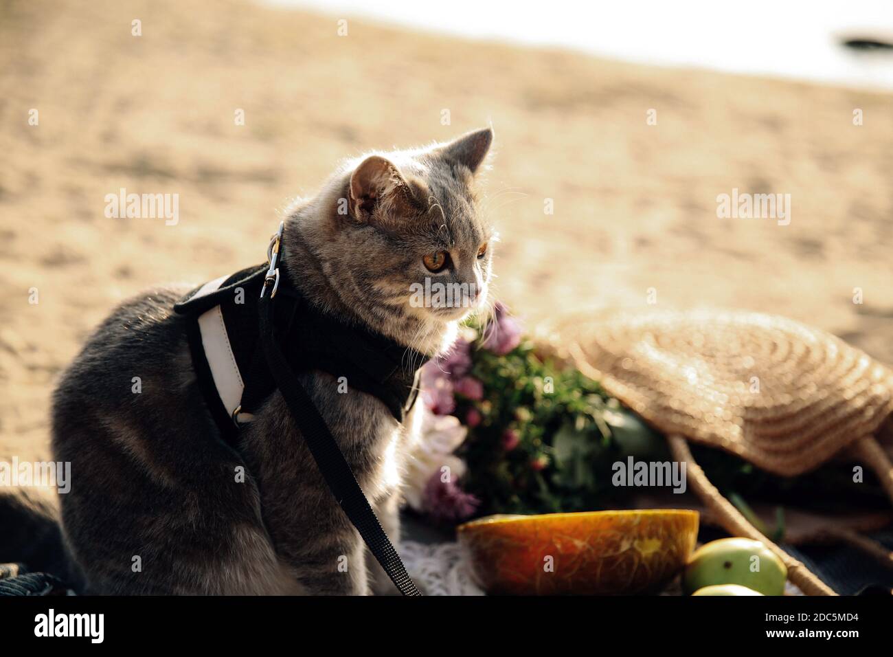 Cette photo montre un chat écossais gris droit avec une laisse sur la plage par une journée ensoleillée Banque D'Images