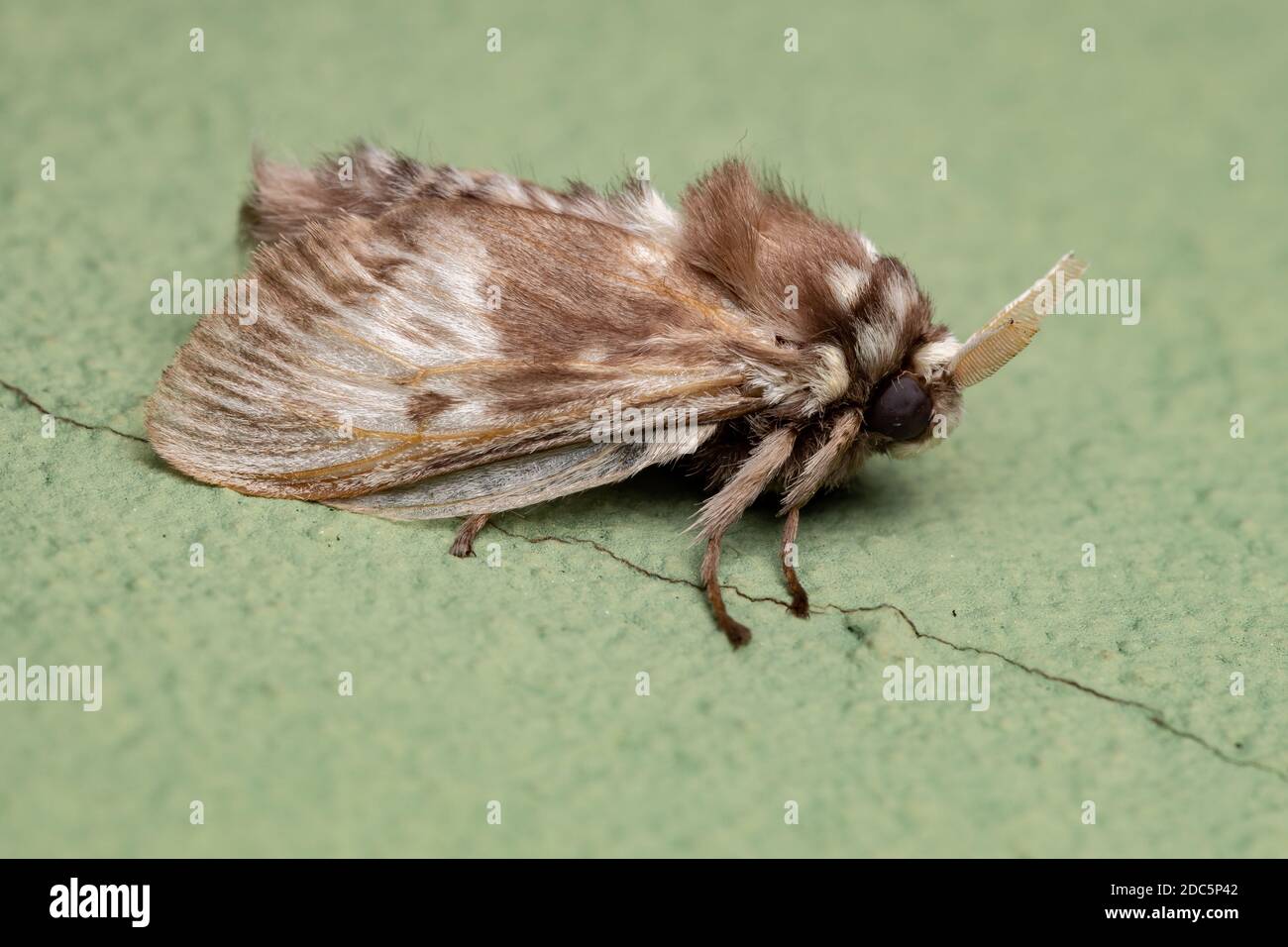 Papillon blanc brésilien de l'ordre Lepidoptera Banque D'Images