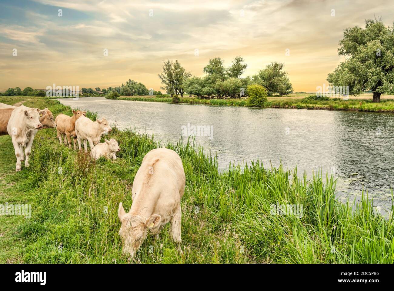 Les bovins se broutent sur un pré dans les Fens à la rivière Great Ouse près d'Ely, connue sous le nom de Fenland, Cambridgeshire, Angleterre Banque D'Images