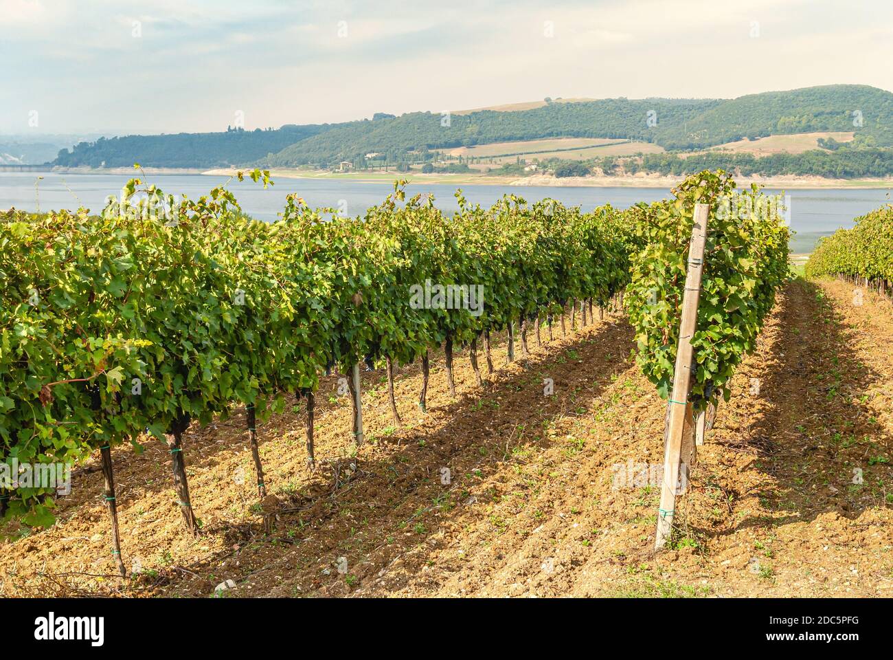 Vignoble Lakeshore au lac Corbara, Ombrie, Italie Banque D'Images