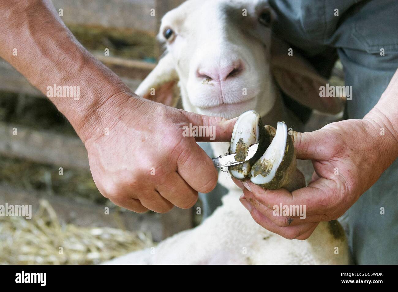 Gros plan fermier nettoyage de la chèvre Banque D'Images