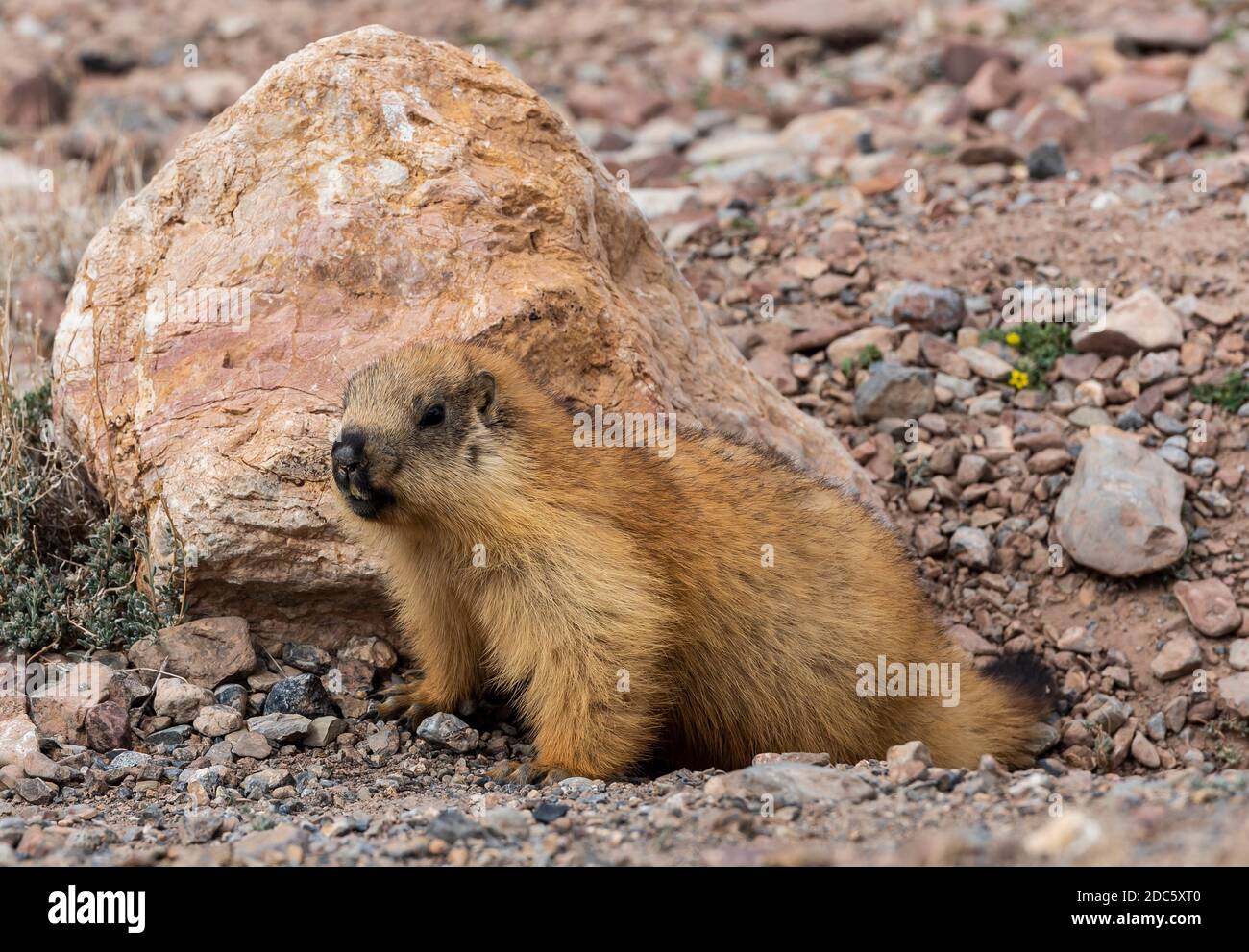 Marmotte à queue noire dans le désert du Tadjikistan, sur la route de Pamir. Banque D'Images