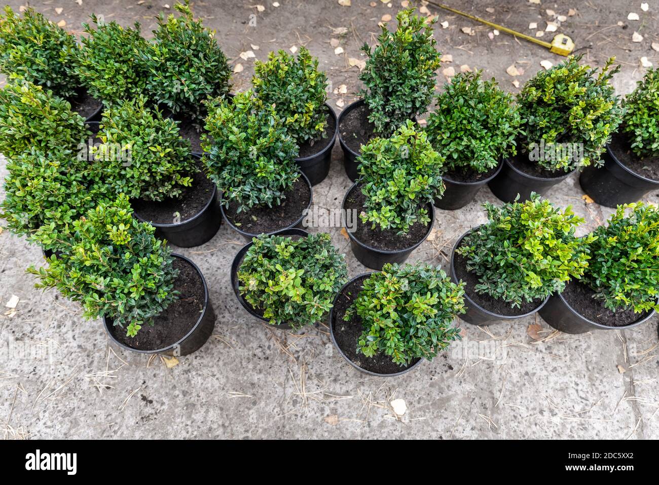 Beaucoup de petits pots en plastique avec buxus buxus frais evergreen  buissons préparés pour la plantation au jardin ornemental le long de chemin  de maison. Usine saisonnière Photo Stock - Alamy