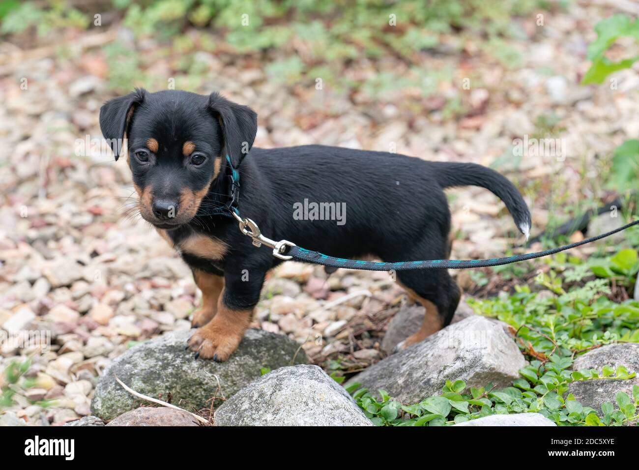 Jack russel Terrier chiot, marche pour la première fois sur une laisse avec  un collier Photo Stock - Alamy