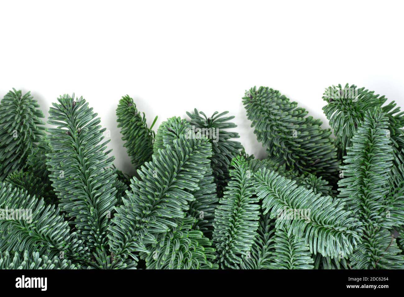 Cadre de Noël traditionnel vert sapin noble cadre isolé espace de copie de fond blanc pour le texte Banque D'Images
