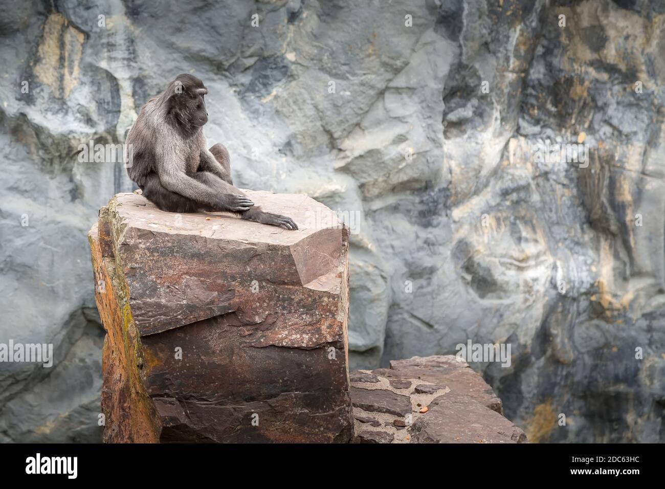 Sulawesi macaque assis sur la pierre, mur de l'espace de copie. Pairi Daiza, Belgique Banque D'Images