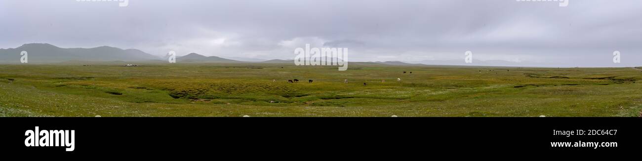 Panorama avec des yourtes sur un grand pré vert près de son Köl avec un troupeau de vaches et de nuages brumeux, Kirghizistan. Banque D'Images