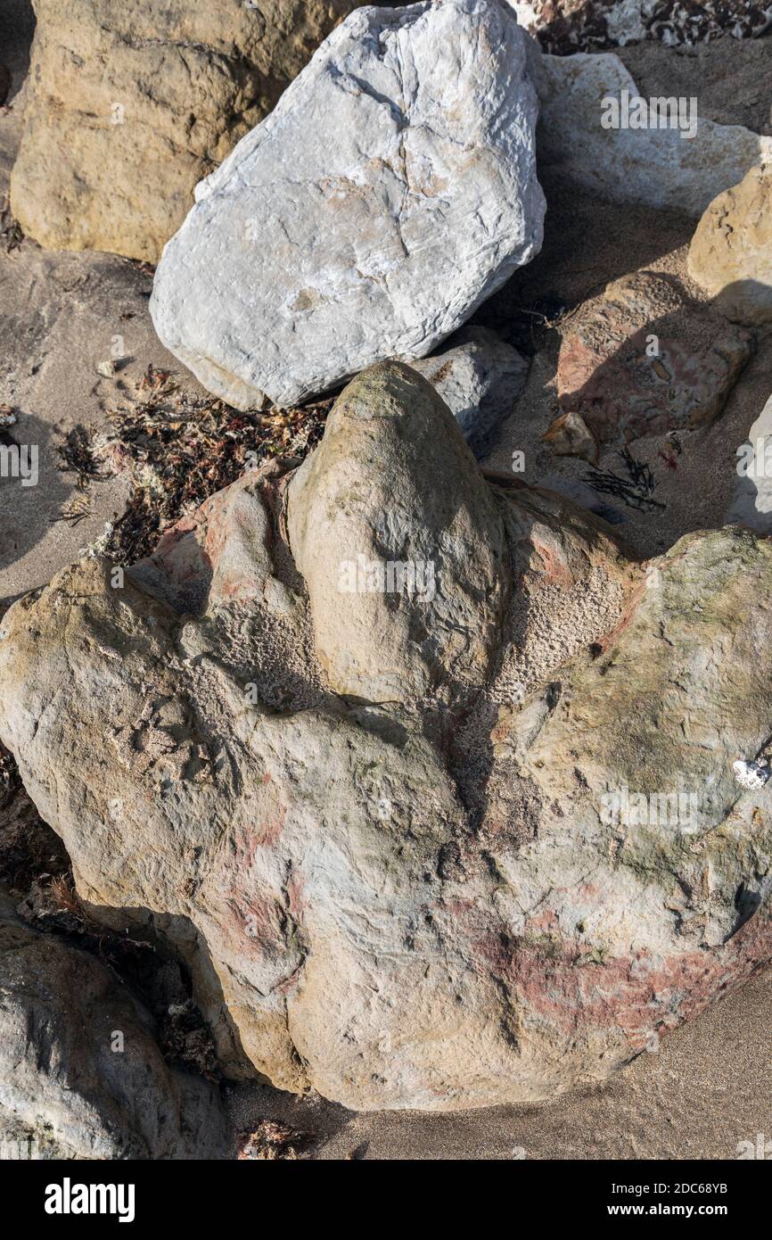 Empreinte de dinosaures fossilisés à Compton Bay, île de Wight Banque D'Images