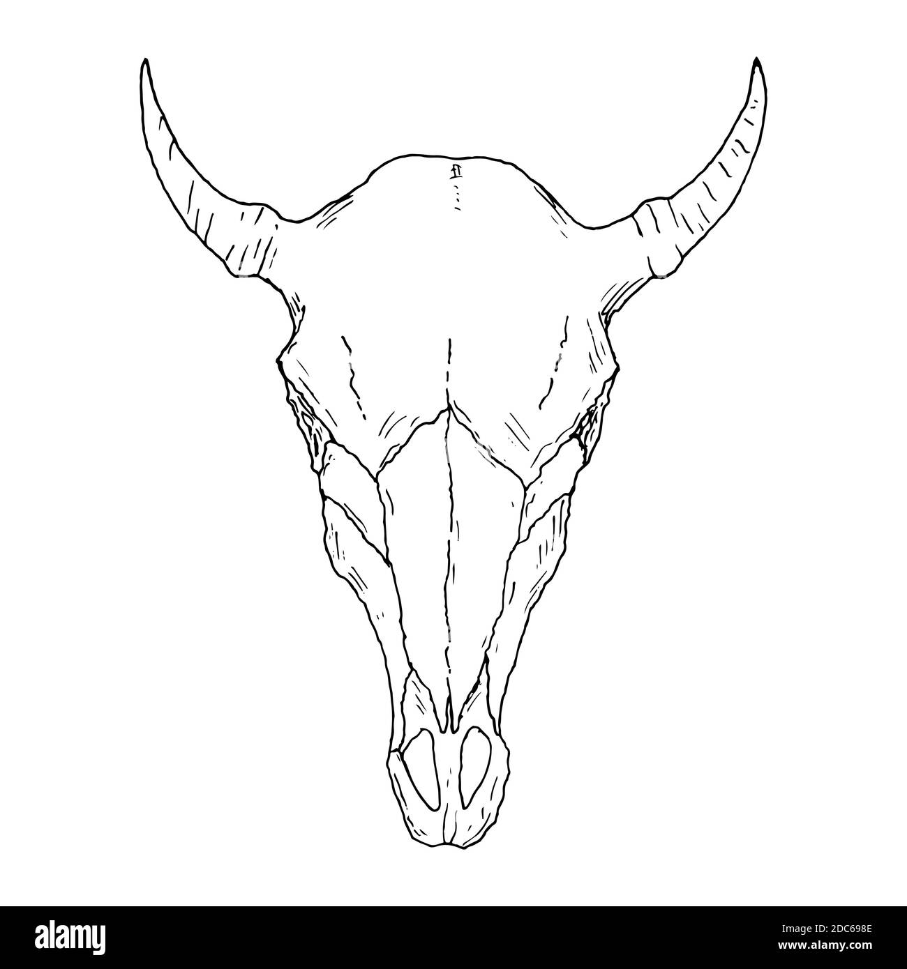 Crâne de vache. Élément occulte. Illustration vectorielle isolée dans un style dessiné à la main. Illustration de Vecteur