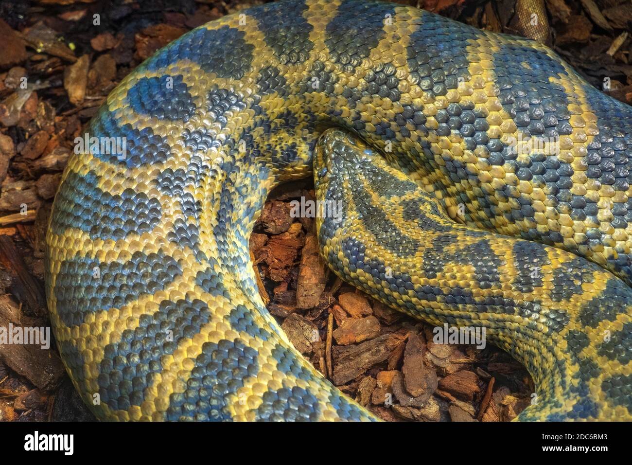 Anaconda jaune unique - eunectes notaeus latin - serpent connu aussi sous le nom d'anaconda paraguayenne habitant nativement l'Amérique du Sud tropicale, dans un zoologique Banque D'Images