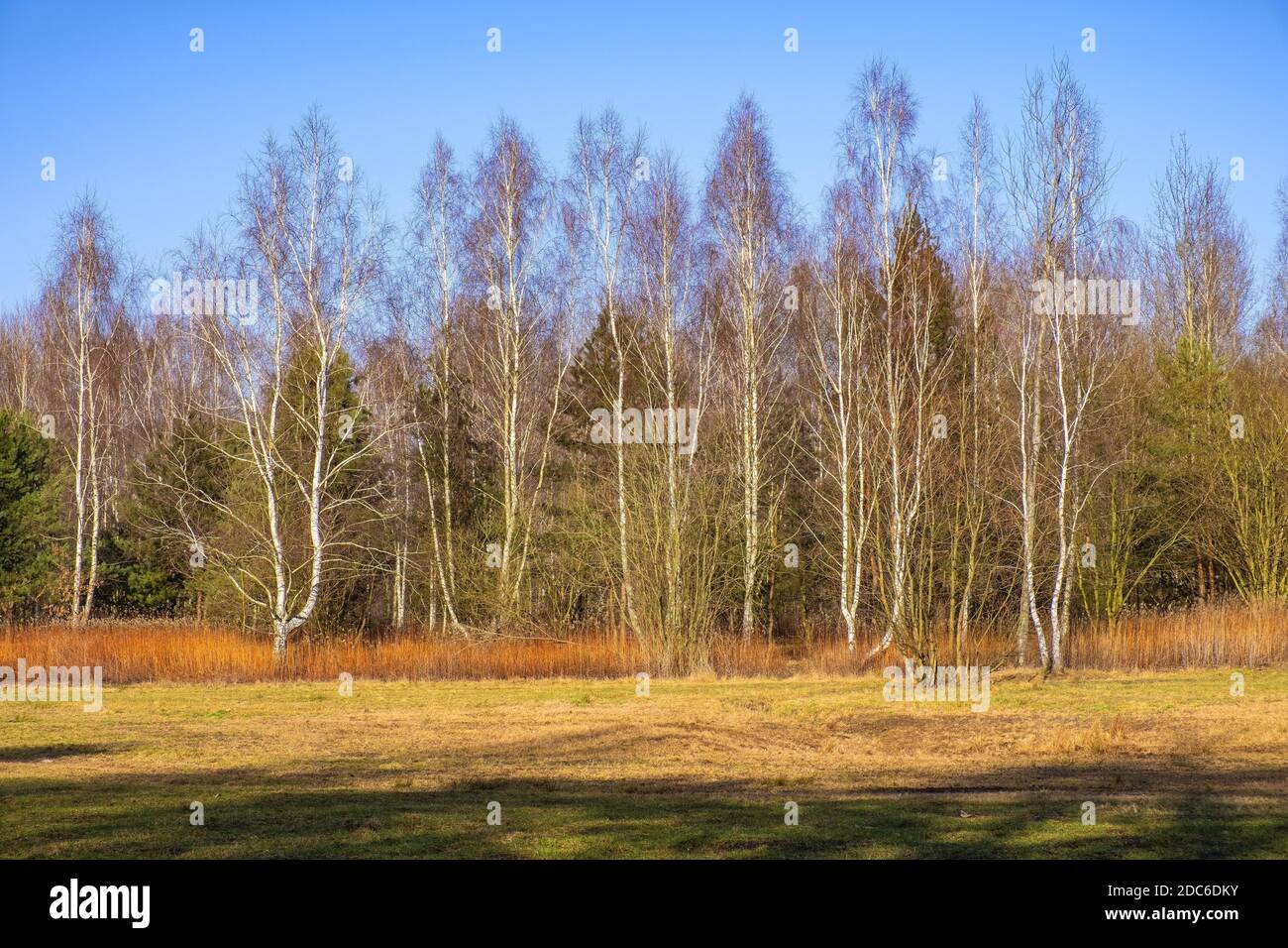 Paysage d'automne d'un bois européen mélangé avec du thicket de feuillus et de conifères dans la forêt de Las Kabacki dans la région de Mazovia près de Varsovie, Pologne Banque D'Images