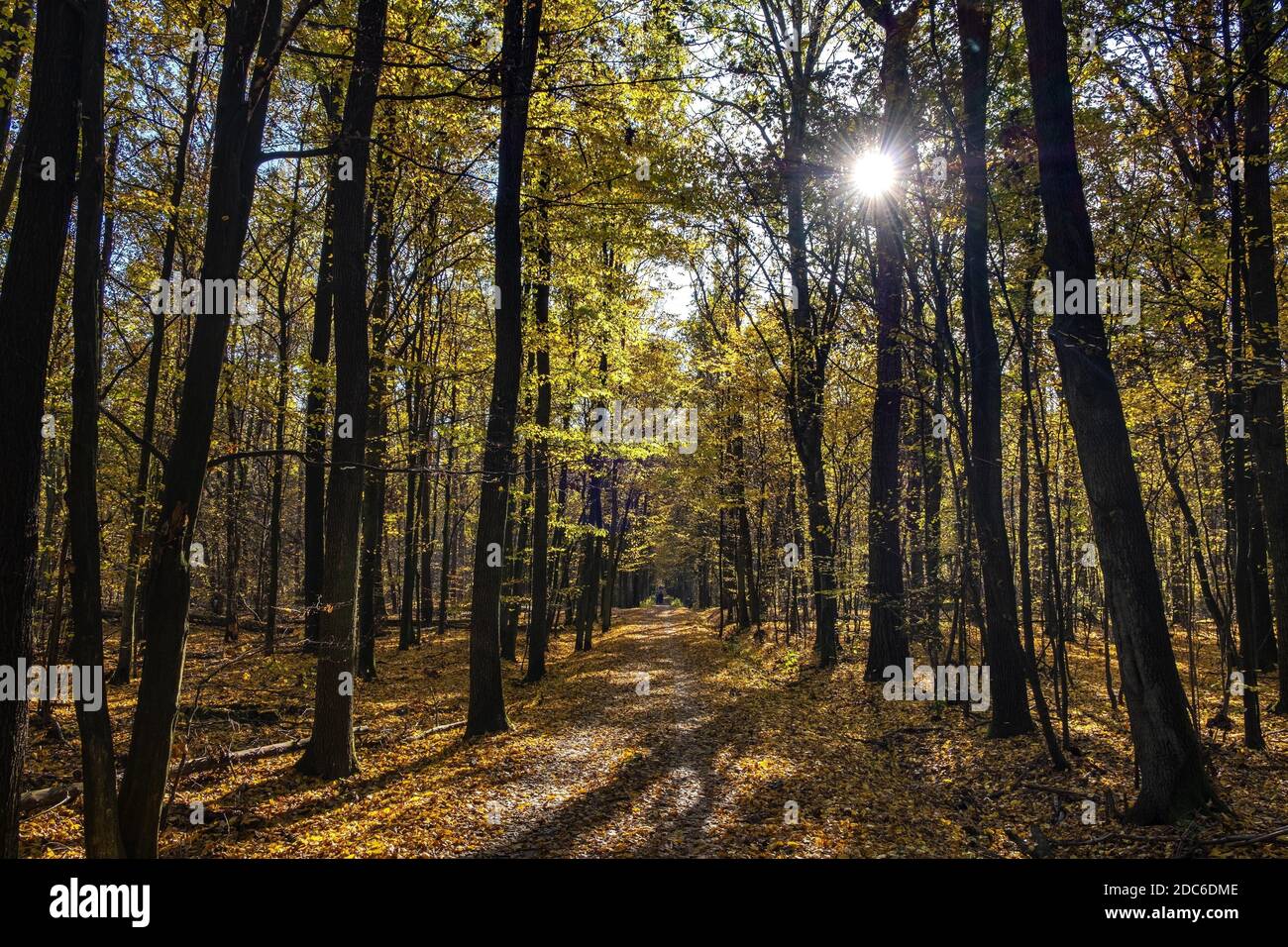 Paysage d'automne d'un bois européen mélangé avec du thicket de feuillus et de conifères dans la forêt de Las Kabacki dans la région de Mazovia près de Varsovie, Pologne Banque D'Images