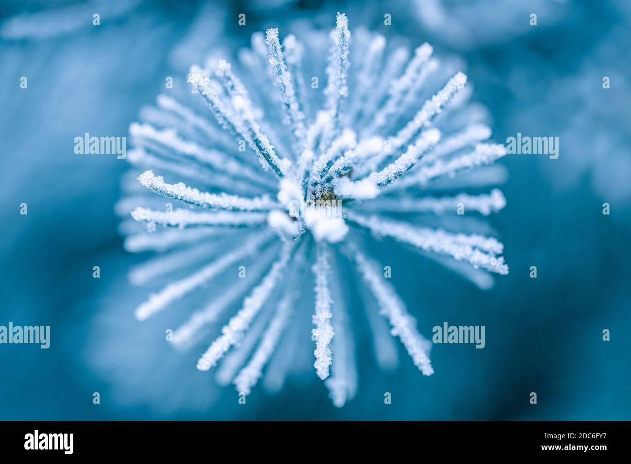 Branches de pin bleu. Branche de pin à feuilles persistantes surgelée à l'un des premiers matins froids. Givre sur la branche du jeune sapin vert, aiguilles en gros plan Banque D'Images