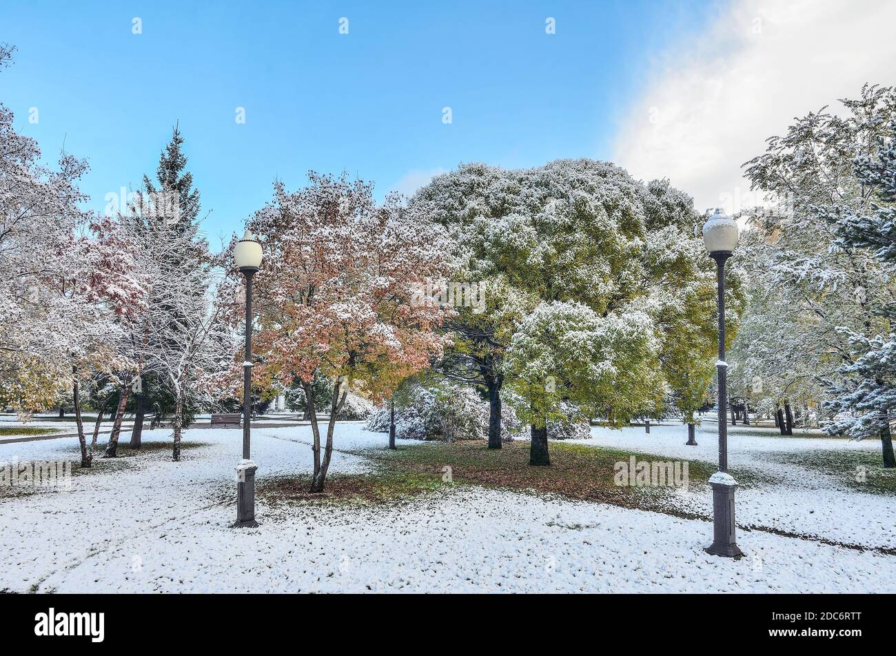 Première chute de neige dans le parc de la ville d'automne coloré. Neige blanche et moelleuse couverte de feuillage doré, rouge, vert et buissons. Changement de saison - conte de fées de Banque D'Images