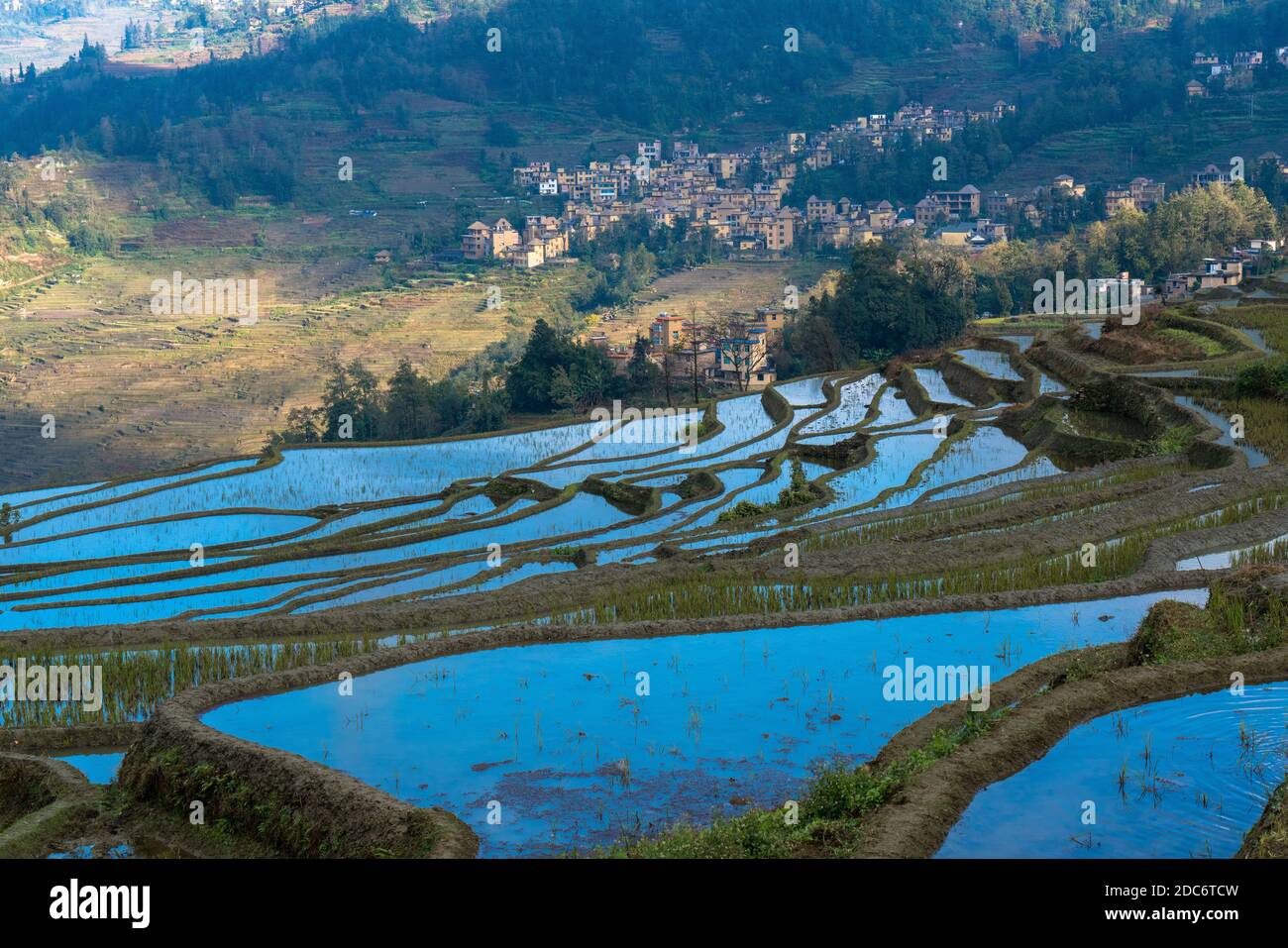 Terrasses de riz, Yunnan, Chine Banque D'Images