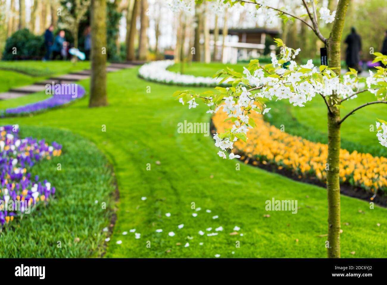 Jardin fleuri de fleurs Banque D'Images
