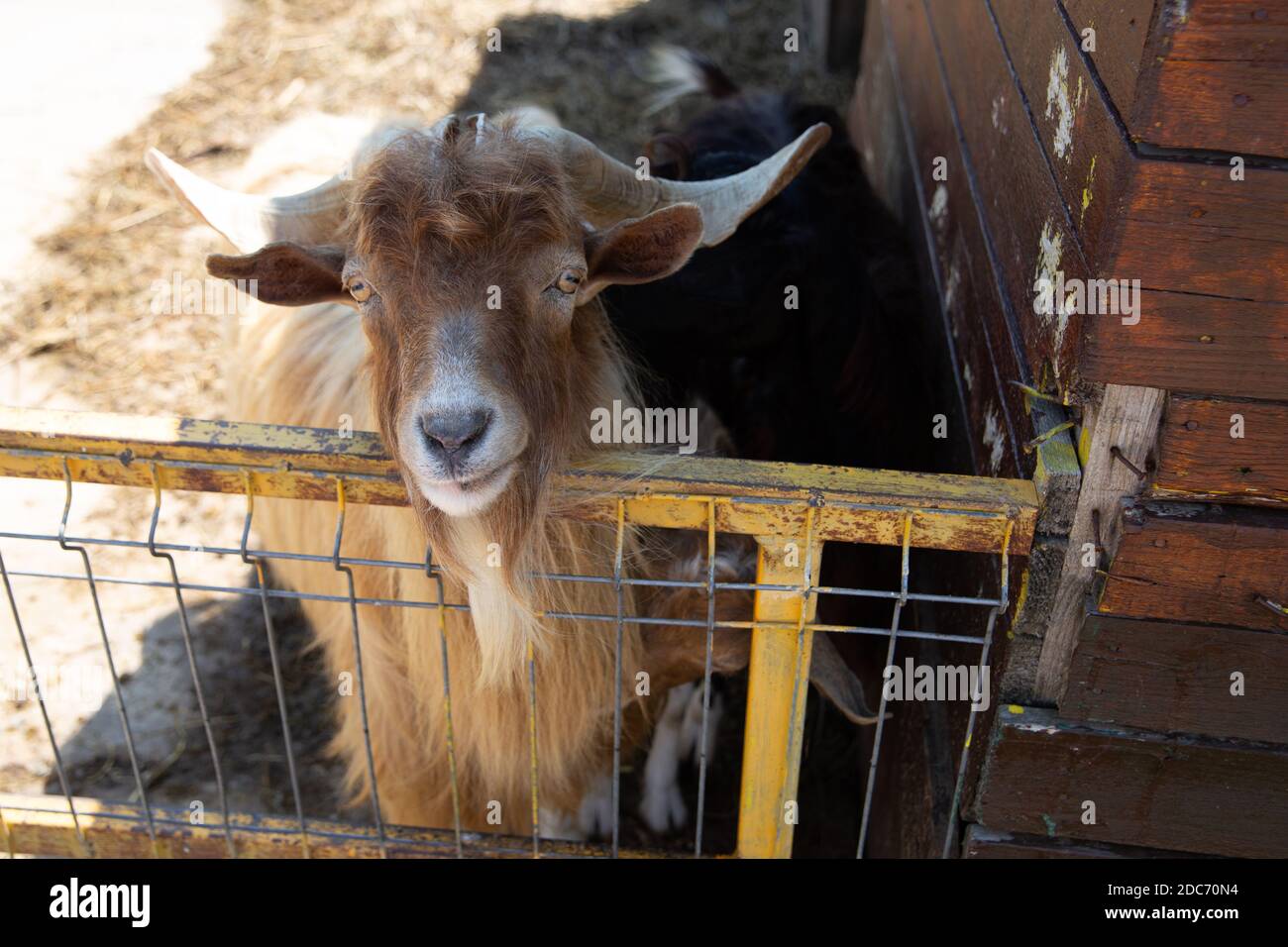 Gros plan d'une chèvre dans une ferme Banque D'Images