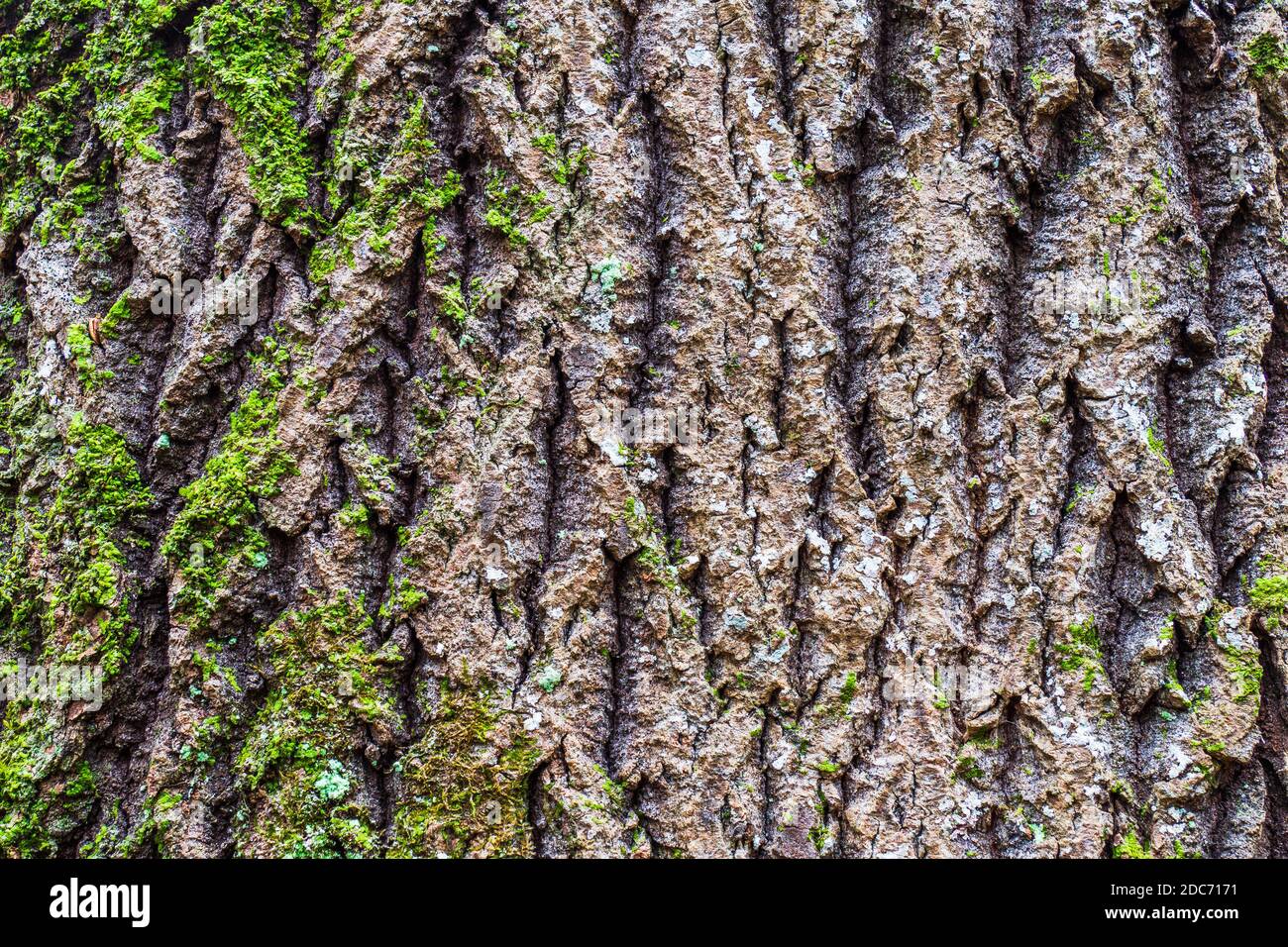 Impressions rugueuses d'écorce d'arbre avec mousse turquoise pâle Banque D'Images