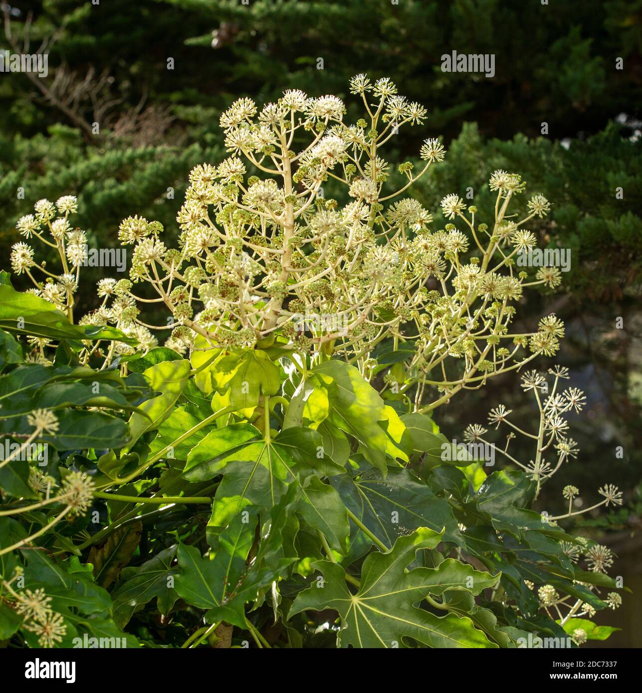 Fatsia japonica en fleurs - une famille Araliaceae, également connu sous le nom de la plante, feuilles de papier fig palm Banque D'Images