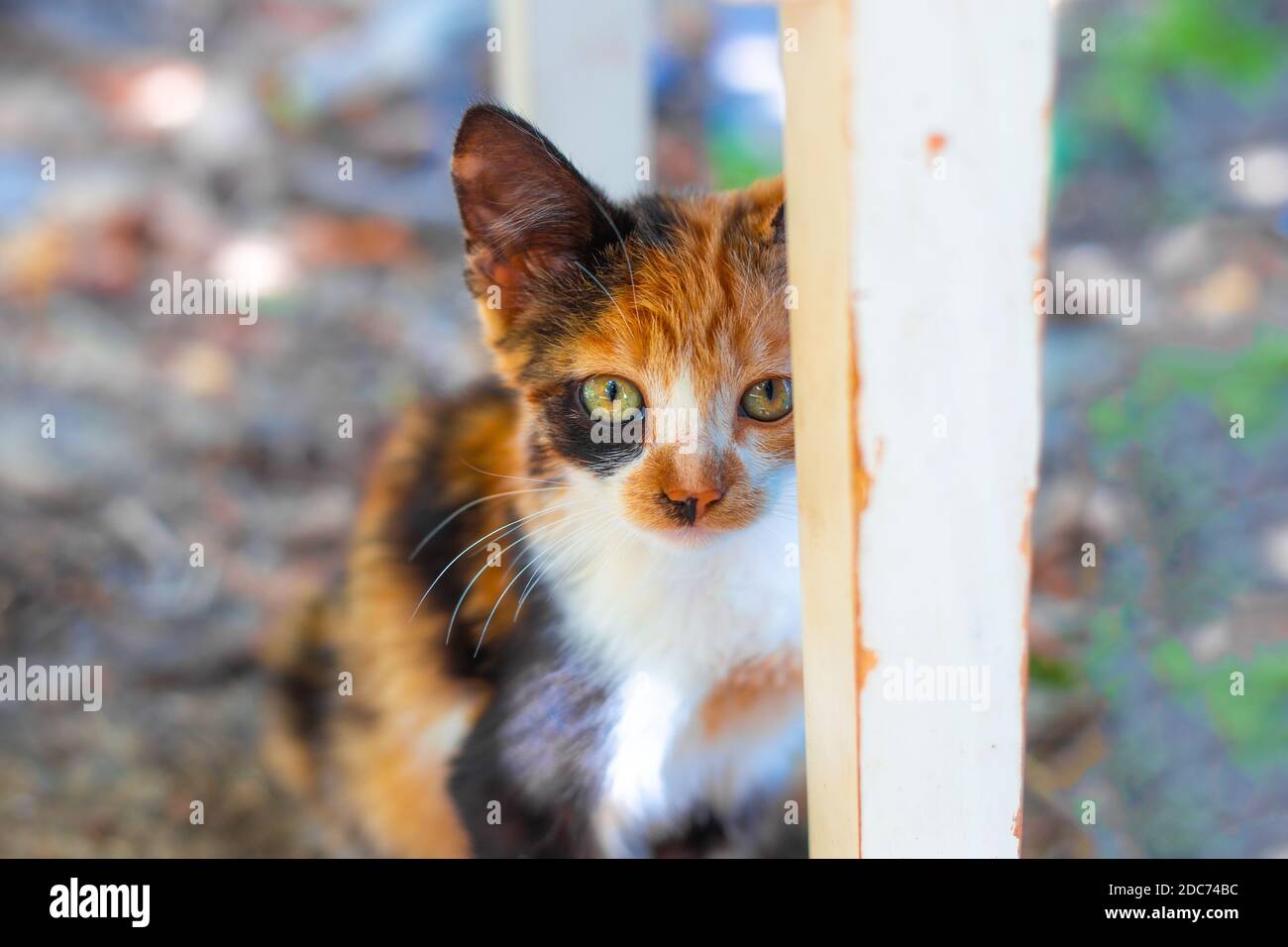 un petit chat à pois de gingembre se cacha derrière une jambe de chaise, personnage d'animal de compagnie. Banque D'Images