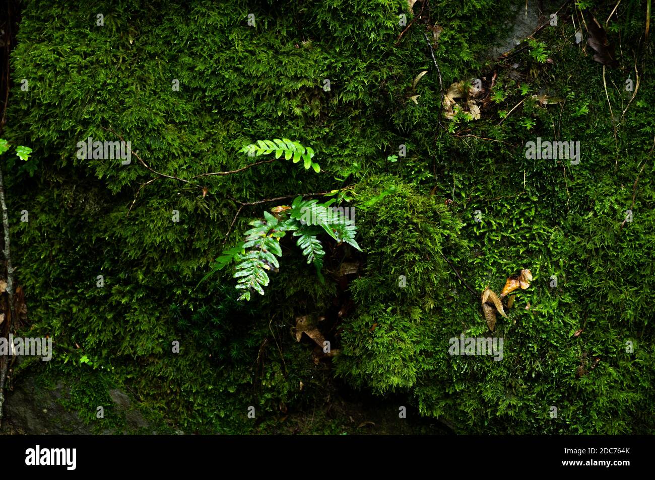 fern grandit avec la nature de pierres surcultivées de mousse Banque D'Images