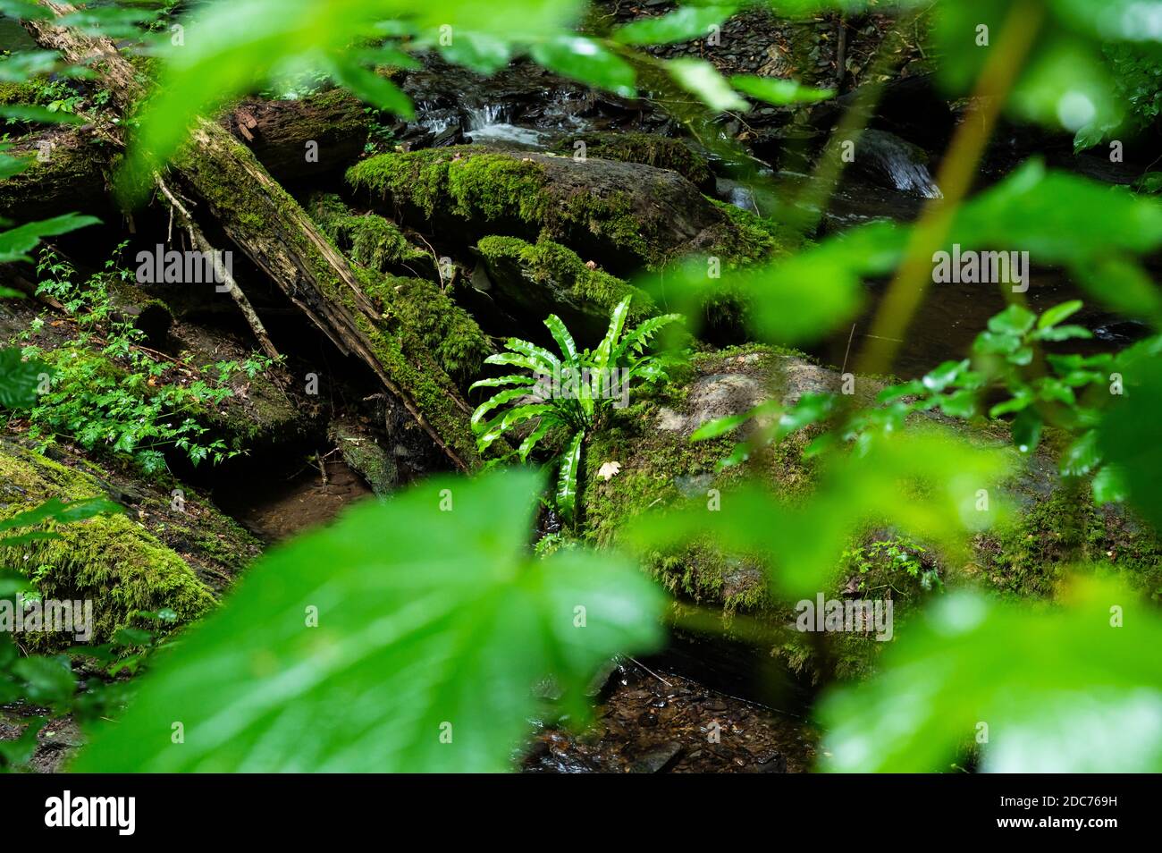 une espèce de fougères pousse sur un arbre déchu surcultivé avec mousse sur un ruisseau marchant dans la nature Banque D'Images