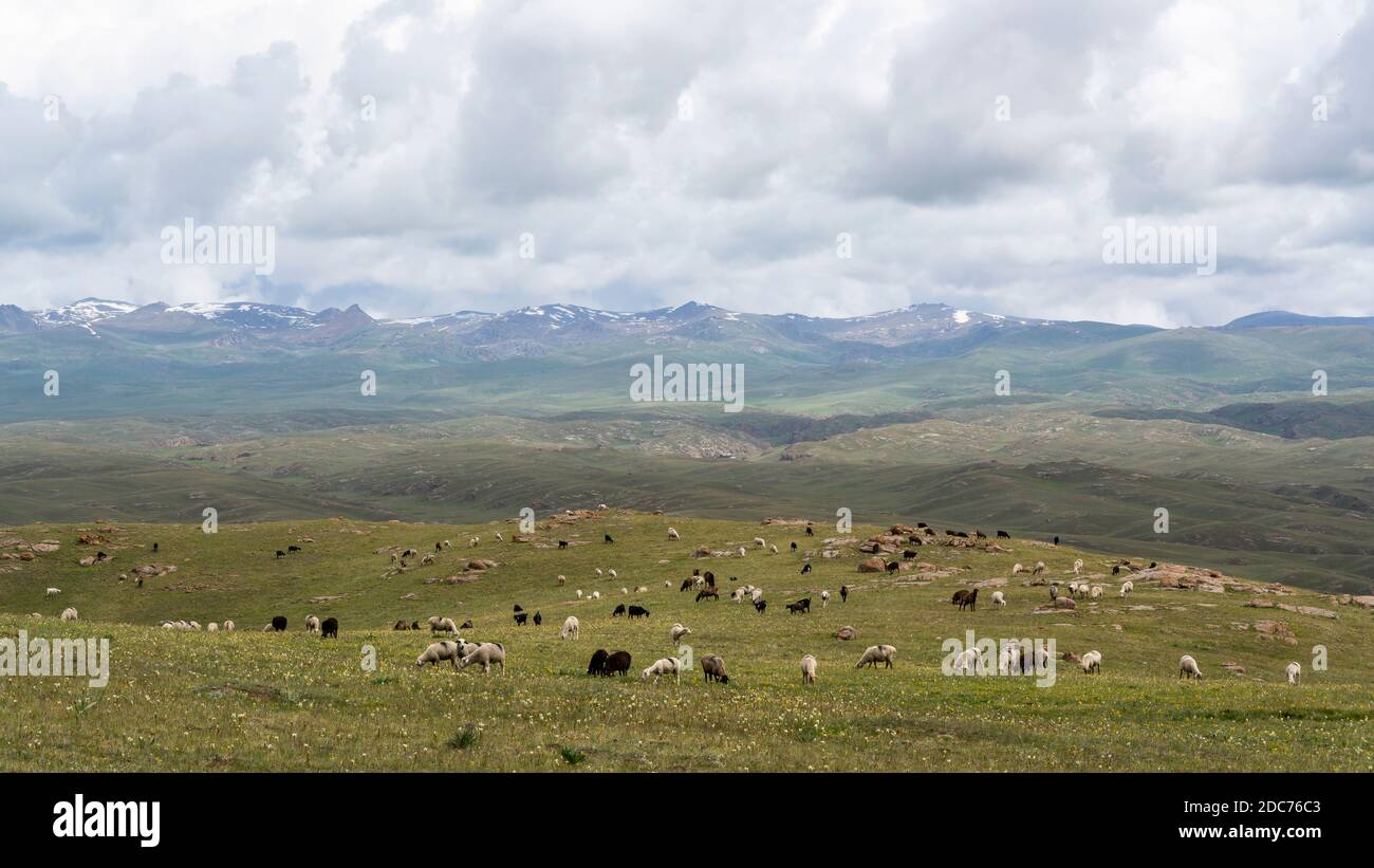 Un troupeau de moutons sur les collines et les montagnes de son Kol au Kirghizistan. Banque D'Images Un troupeau de moutons sur les collines et les montagnes de son Kol au Kirghizistan. Banque D'Images