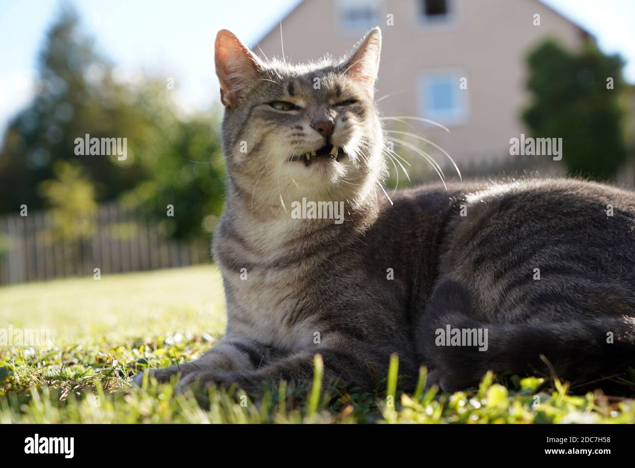 Un gros plan d'un chat gris et blanc en forme de purring et couché sur l'herbe en face de la maison Banque D'Images